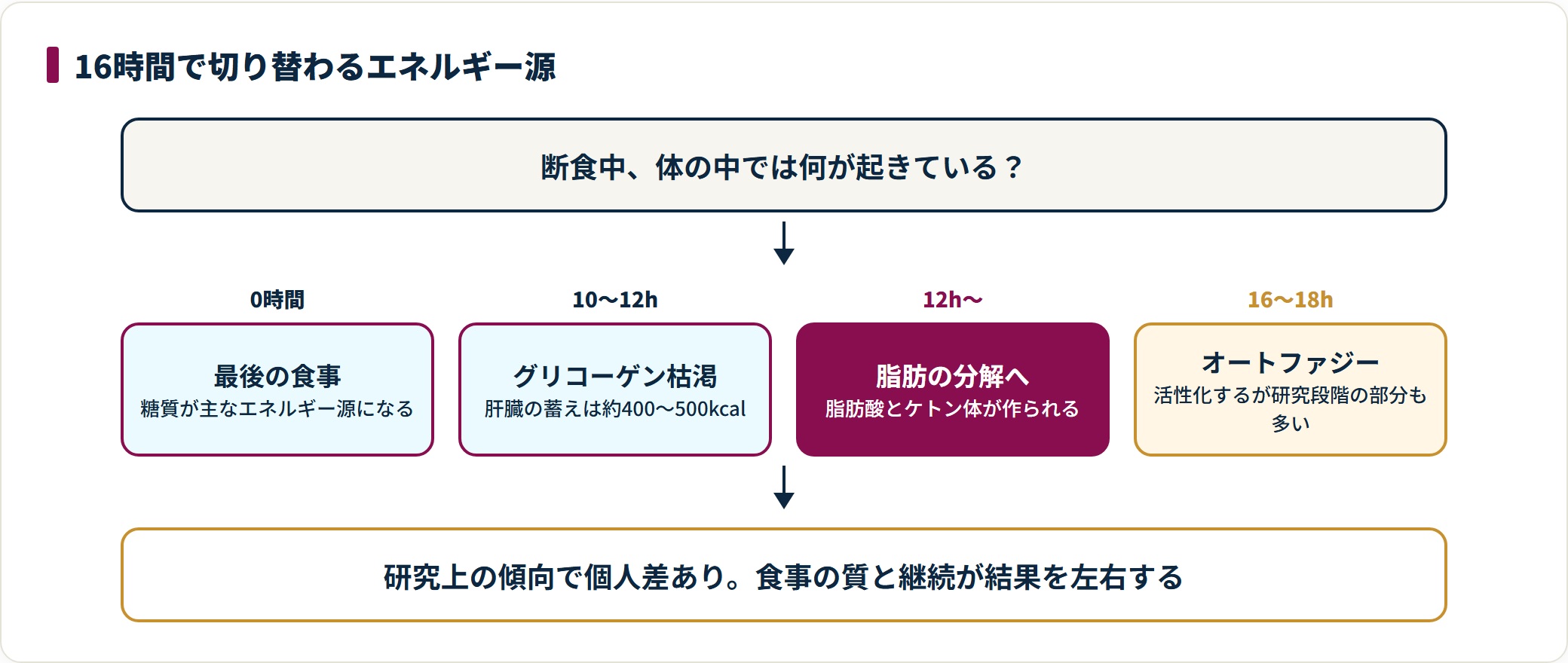 最後の食事から10〜12時間でグリコーゲンが枯渇し、脂肪の分解、16〜18時間のオートファジーへ移る流れを示した図。