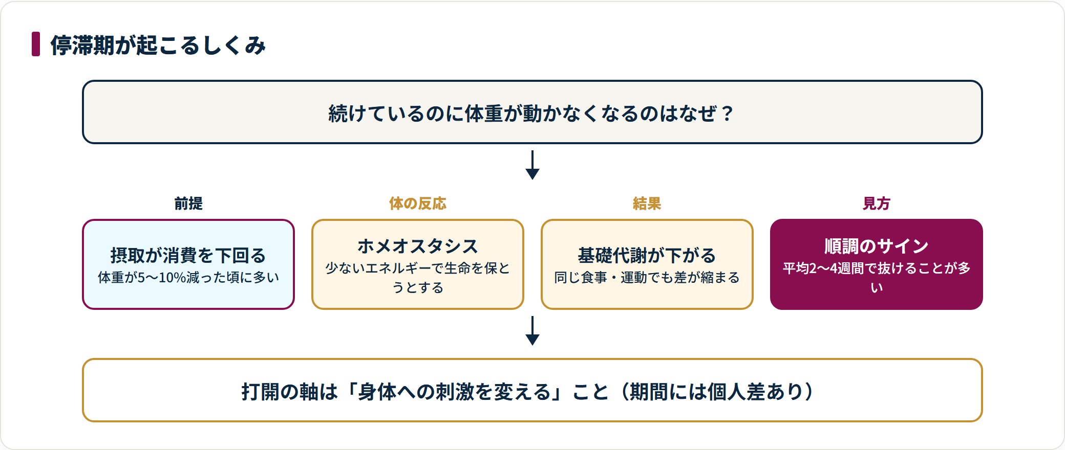 摂取カロリーが消費を下回る状態が続き、ホメオスタシスによって基礎代謝が下がり体重が動かなくなる停滞期の流れを示した図。