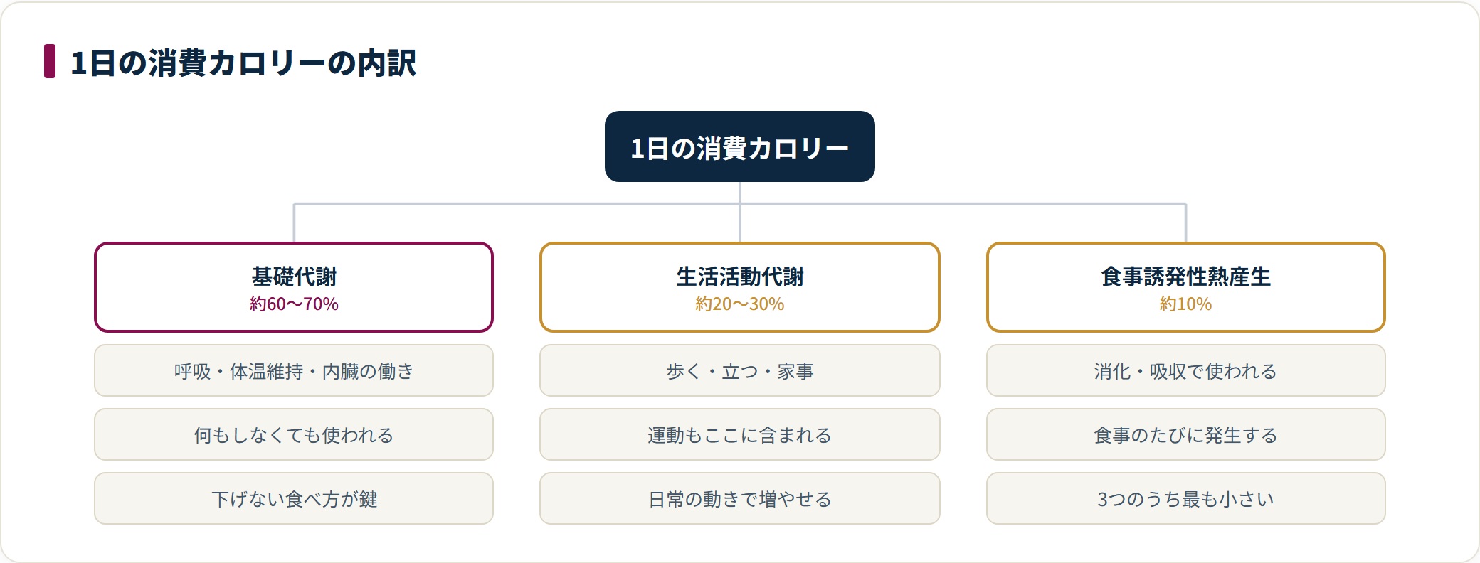 1日の消費カロリーを基礎代謝・生活活動代謝・食事誘発性熱産生の3つに分けたツリー図。基礎代謝が約6〜7割を占めることを示している。