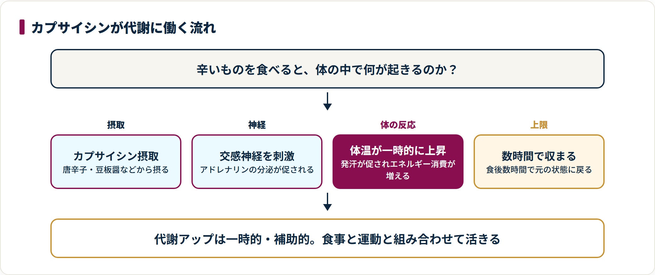 カプサイシンの摂取から交感神経の刺激、体温上昇によるエネルギー消費の増加、そして数時間で収まるまでの流れを示した図。